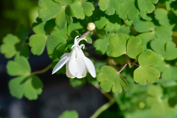 Fan-leaved columbine white flowers - Latin name - Aquilegia flabellata Cameo White