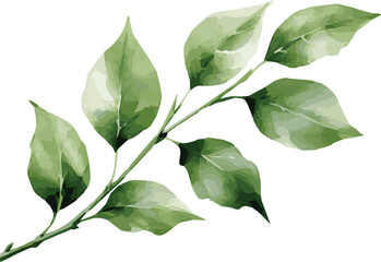 Vector watercolor painted illustration of a small tree branch with leaves