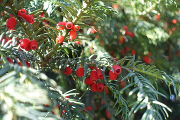 Plenty of red seed cones in the leafage of common yew in October