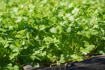 The coriander in the soil plot has the morning light shining. Health benefits of coriander, among green leaves and soft blurred style for background.