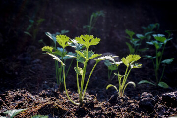 The coriander in the soil plot has the morning light shining. Health benefits of coriander, among green leaves and soft blurred style for background.