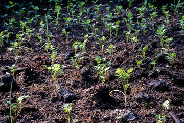 The coriander in the soil plot has the morning light shining. Health benefits of coriander, among green leaves and soft blurred style for background.