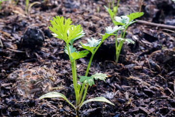 The coriander in the soil plot has the morning light shining. Health benefits of coriander, among green leaves and soft blurred style for background.