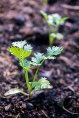 The coriander in the soil plot has the morning light shining. Health benefits of coriander, among green leaves and soft blurred style for background.