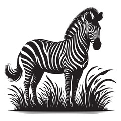 zebra vector illustration