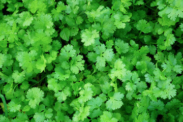 The coriander in the soil plot has the morning light shining. Health benefits of coriander, among green leaves and soft blurred style for background.