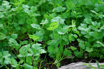 The coriander in the soil plot has the morning light shining. Health benefits of coriander, among green leaves and soft blurred style for background.