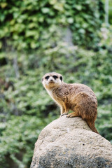 Watchful meerkat on rocks in front of green, blurred background, animal photo.