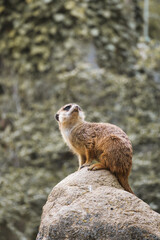 Watchful meerkat on rocks in front of green, blurred background, animal photo.