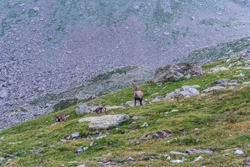 Hetd of alpine ibexes on mountain slope with meadow and stones in Cottian Alps on french-italian...