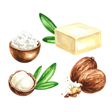 Fresh walnuts in shell and green leaves, naturally separated on white background