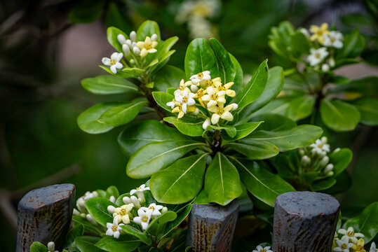 トベラの花（海桐花）