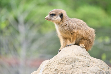 Watchful meerkat on rocks in front of green, blurred background, animal photo.