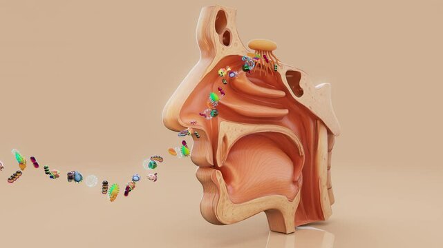 Conceptual 3D animation of bacteria entering through the nose