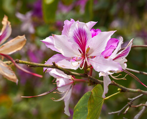 Bauhinia Purpurea, Orchideenbaum