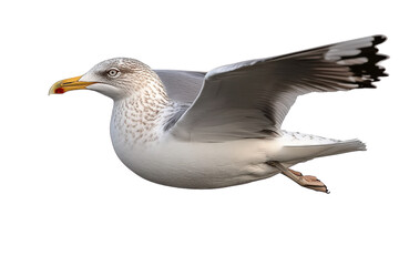 seagull in flight on white background