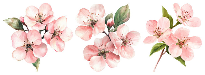 PNG Delicate watercolor cherry blossoms, element set on transparent background