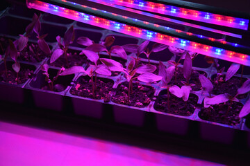 Plants seedlings flourish under the glow of LED grow lights.