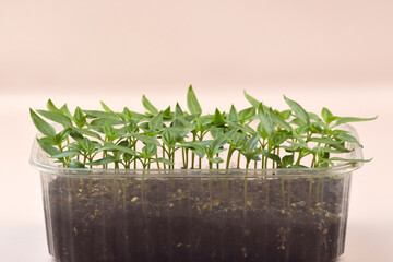 Plant seedlings bloom under natural light on a light background.