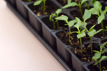 Plant seedlings bloom under natural light on a light background.