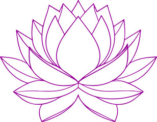 lotus flower vector illustration transparent 