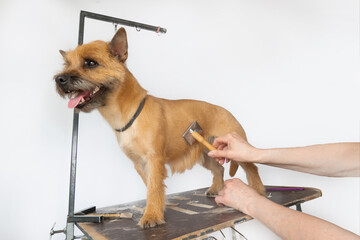 groomer combing wool of spitz in salon, grooming master cuts and shaves, cares for a dog in professional salon for pets. High quality photo