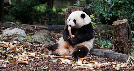 Giant panda He hua (hua hua)eat bamboo shoots in the zoo, china © lzf