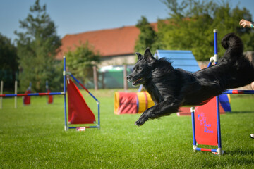 Dog is jumping over the hurdles. Amazing day on czech agility competition.	
