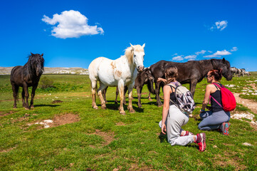 People photographing heard of natural wild horses of Livno, Bosnia and Herzegovina. Wild horses are free and roaming the mountain of Livno, Bosnia.