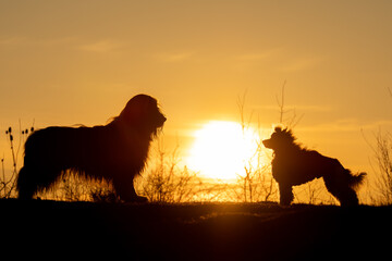 Silhouette of a Dogs Joyfully Running at Sunset. A dynamic silhouette of a dogs captured mid-leap...