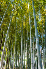 Sun-dappled bamboo forest with tall green stalks reaching upwards under a leafy canopy