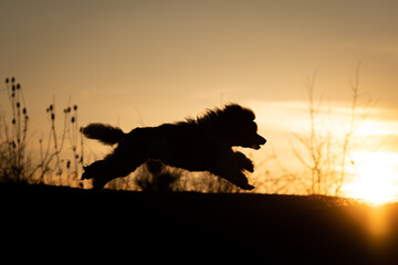 Silhouette of a Dog Joyfully Running at Sunset. A dynamic silhouette of a dog captured mid-leap...