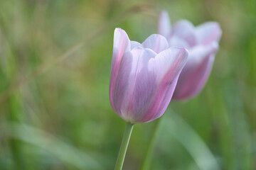 Delicate, purple tulip blossoms in close-up against a soft green background,