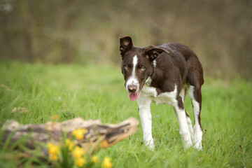 Spring portrait of dog in nature. He is so cute in the nature. He has so lovely face