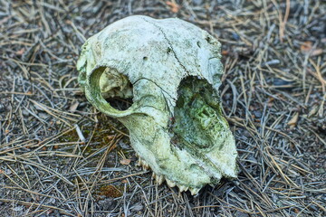 part of anatomical with eye sockets frontal bone and front teeth old dirty gray skull head of dead domestic dog lies on the ground during daytime outside