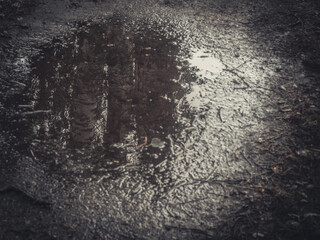 Tall trees reflect in a murky puddle surrounded by damp soil and scattered leaves in the low light,...
