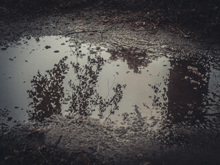 A reflection of leaf-covered branches in a shallow puddle on a muddy path, captured in dim, moody...