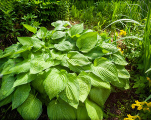 dew on hosta leaves