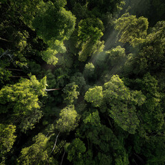 green forest in the morning