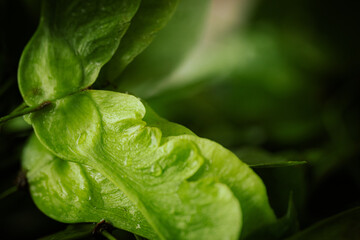 A close-up of a cluster of fresh green maple seeds with stems and veins visible against a soft, blurred background. Natural lighting highlights the texture.