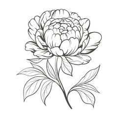 Elegant Line Art Illustration of a Blooming Peony Flower