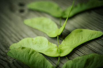 A close-up view of a bunch of bright green maple seeds lying on a wooden surface, showing natural...