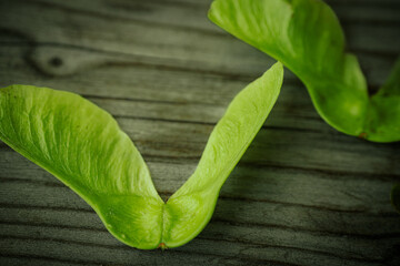 A close-up of a single fresh, green maple acorn (winged seed) resting on weathered wood with...
