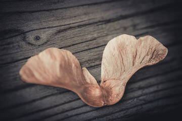 A close-up of a single dried maple seed lying on a dark, aged wooden surface. Soft, moody lighting...