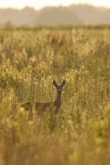 red deer in the field © Norbert