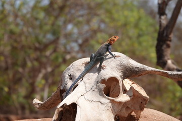 A captivating close-up portrait of a male Red-Headed Agama