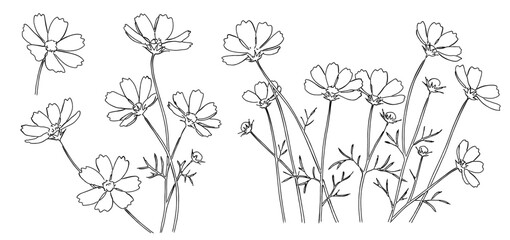 コスモスの花の白黒の線画ベクターイラスト 花束/ブーケ/一輪の花/シンプルでおしゃれな手書きのラインアート   © DROP DESIGN STUDIO