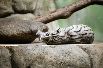 Prionailurus viverrinus is in her zoo habitat. Sand habitat in zoo in sunny day.