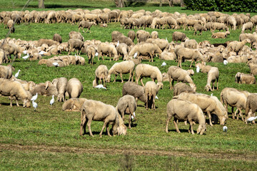 Fototapeta premium Flock of Sheep Grazing on a Green Meadow