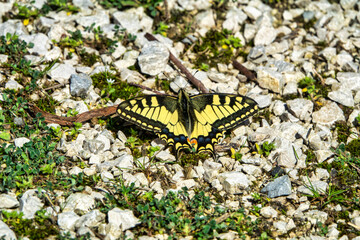 Swallowtail Butterfly on Gravel Path